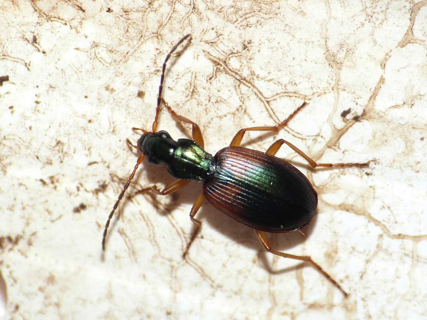 Anchomenus dorsalis (Carabidae) - Palidoro (RM)